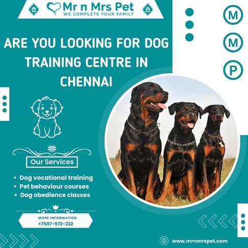 Best Dog Training Centre in Chennai at Affordable Price